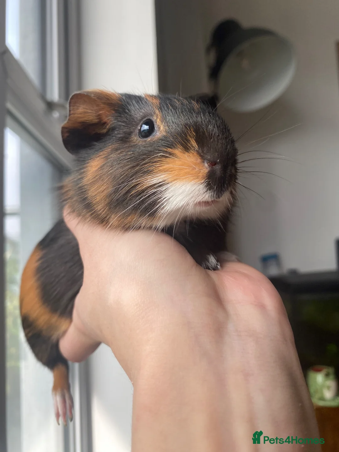 Guinea Pig rodents for sale: 2 male baby Guinea pigs  - Advert 2