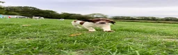 English Springer Spaniel dogs for sale: KC registered family friendly Springer Spaniels - Advert 5