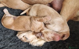 Cocker Spaniel dogs for sale: Working Cocker Spaniel Puppies for Sale - Image 7