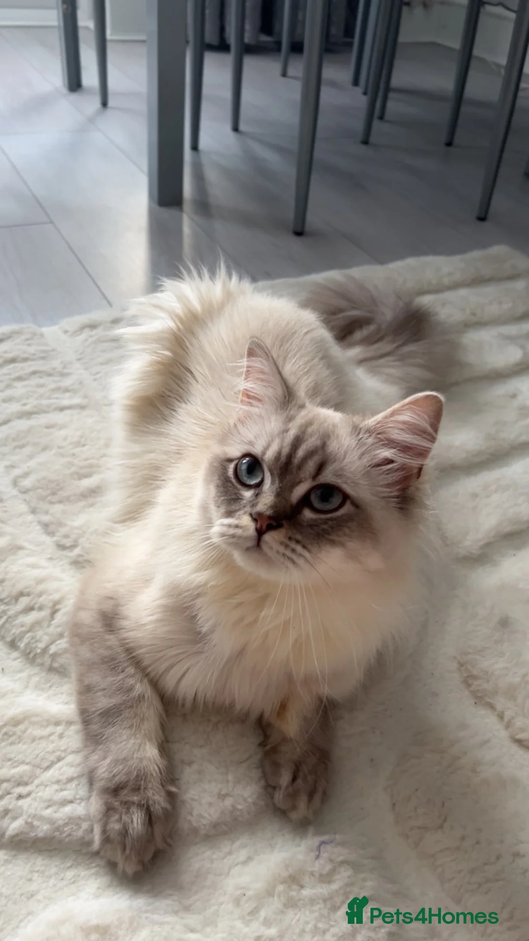 British Longhair cats for sale: British longhair cat 10 months old in Barking - Advert 4