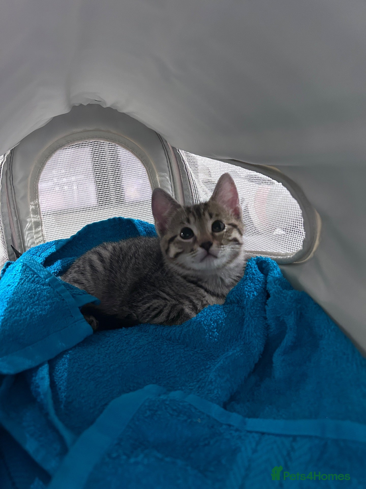 British Shorthair cats for sale: Single Female Kitten - Advert 2