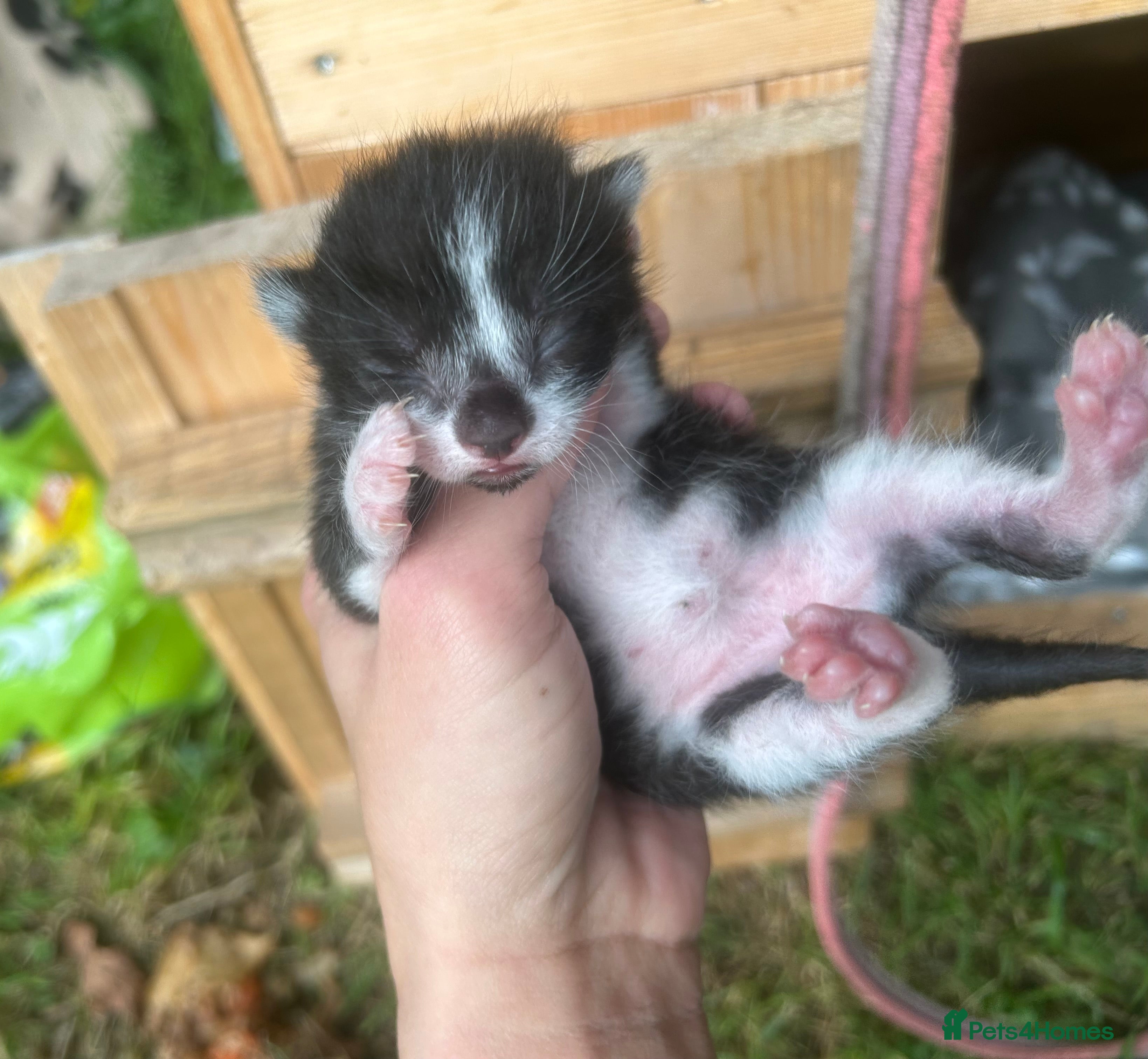 Mixed Breed cats 4 mixed kittens for sale - Advert 3