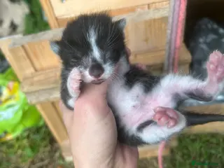 Mixed Breed cats 4 mixed kittens for sale - Advert 3