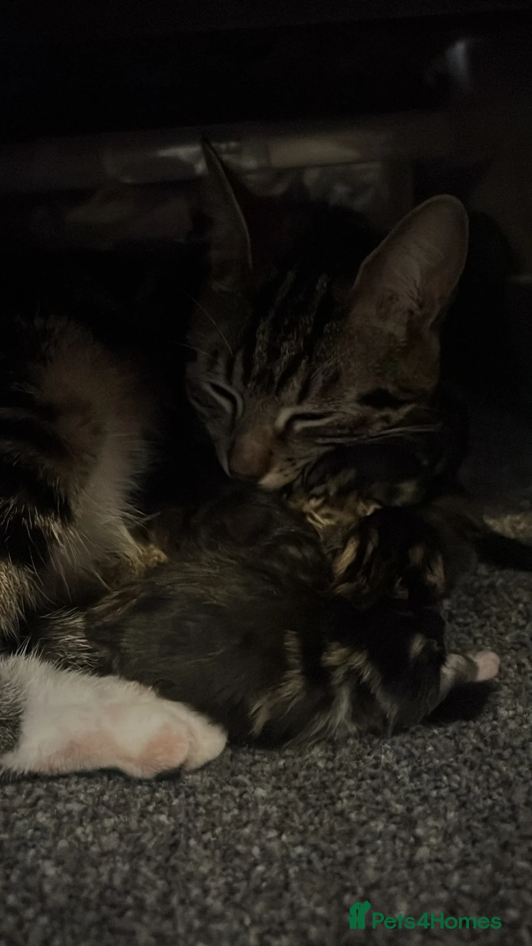 Mixed Breed cats for sale: 3 tabby kittens and 1 black kitten  - Advert 14