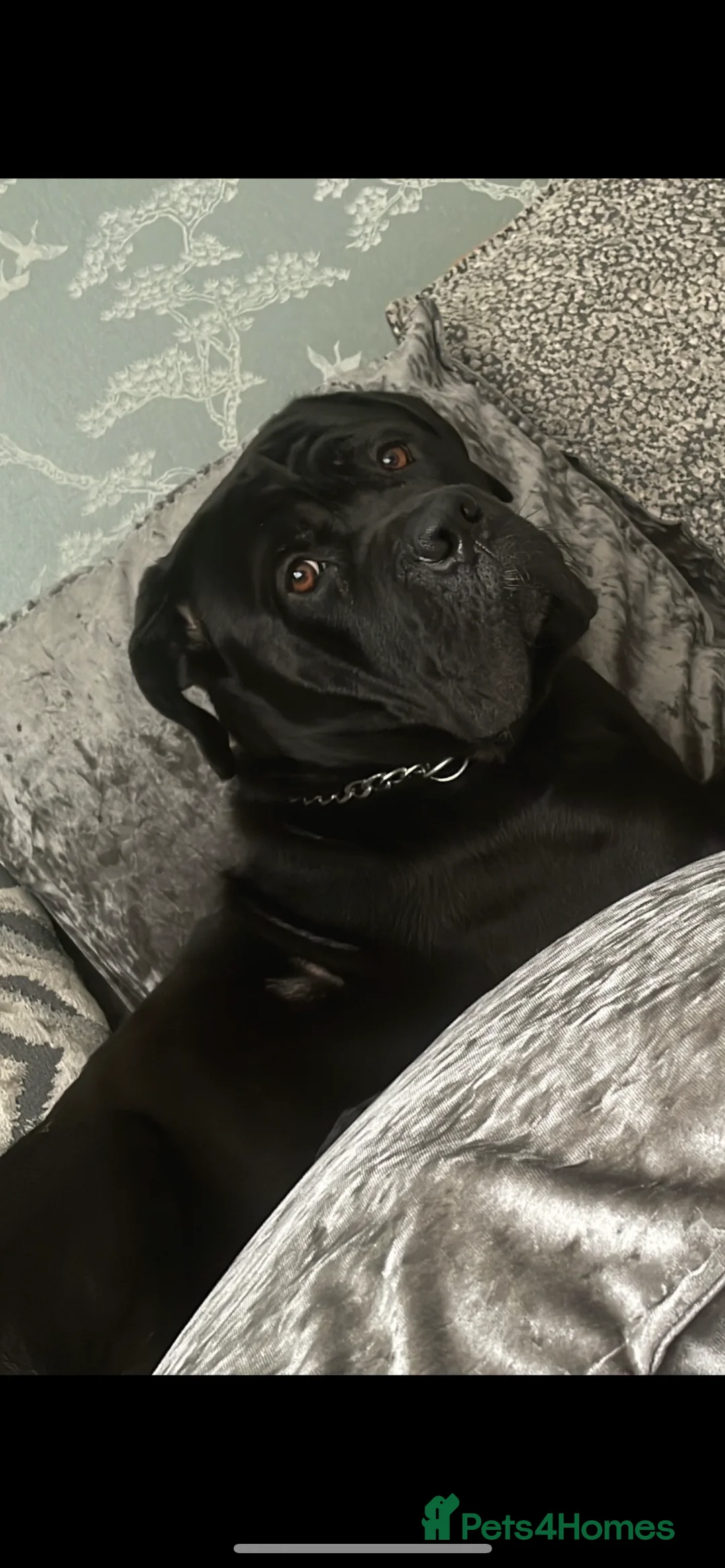 Cane Corso dogs for stud: FURY-JET BLACK CANE CORSO STUD   - Advert 2