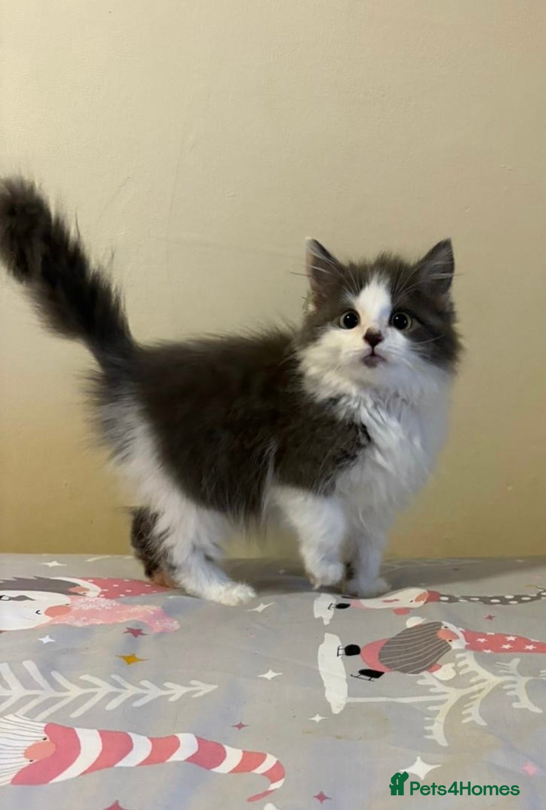 Ragdoll cats for sale: Ragdoll cross British Shorthair Kitten - Advert 1