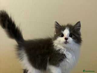 Ragdoll cats Ragdoll cross British Shorthair Kitten - Advert 1