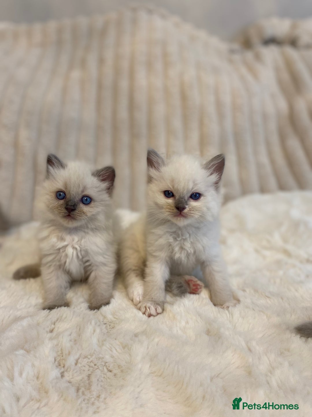 Ragdoll cats for sale: Ragdoll kittens😻 only 1 kitten left 😻ready now  - Image 20