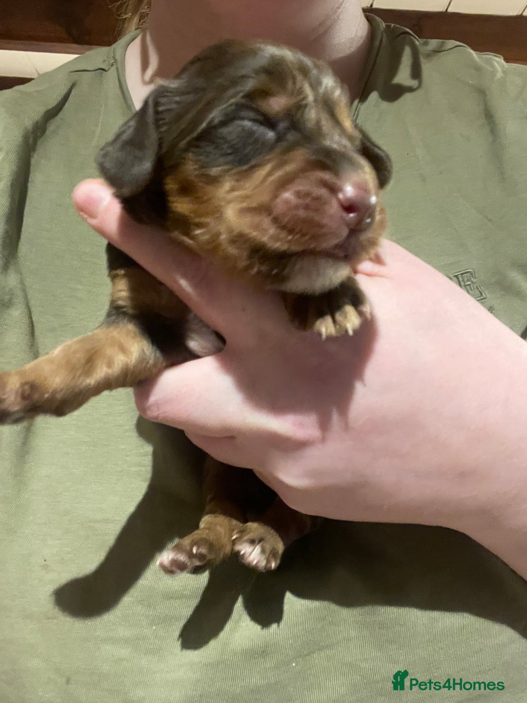 Cocker Spaniel dogs for stud: Working Cocker Spaniel Heath Tested for Stud - Advert 3