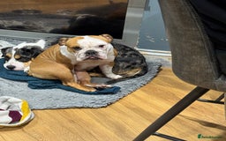 English Bulldog dogs for sale: Winnie English bulldog - Image 4