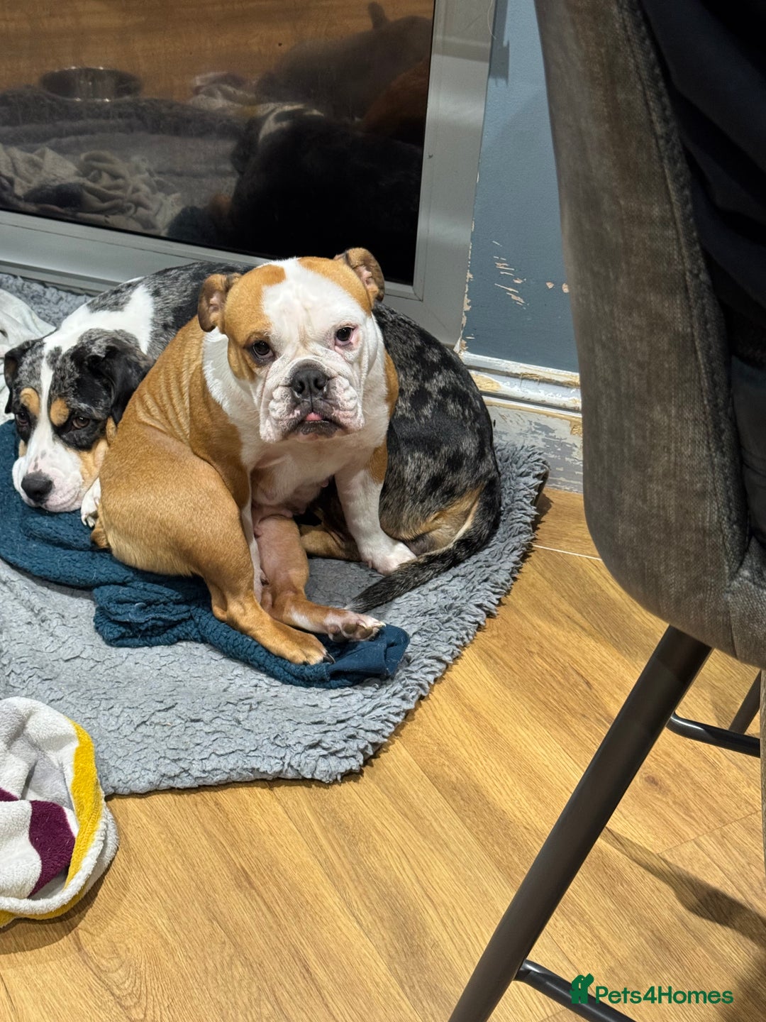 English Bulldog dogs for sale: Winnie English bulldog - Image 4