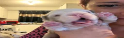 French Bulldog dogs for sale: Two caramel pink husky frenchies  - Advert 18