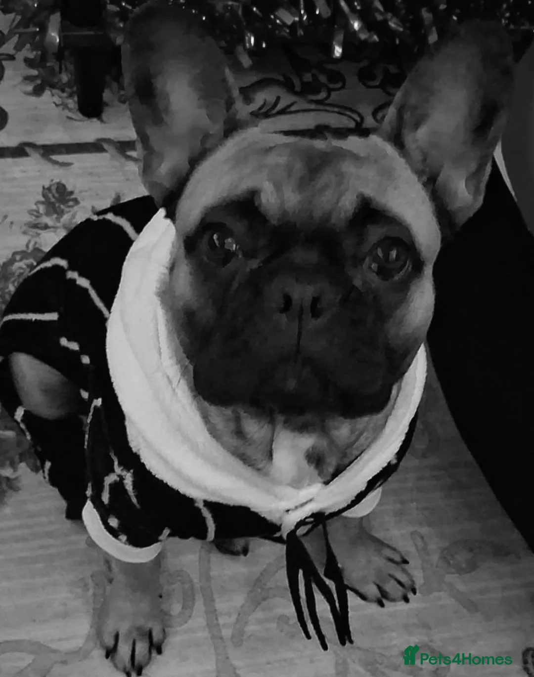 French Bulldog dogs for sale: Beautiful girl  - Advert 2