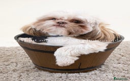 Shih Tzu dogs for sale: Adorable Shih Tzu Puppy Needs Loving Home - Image 1