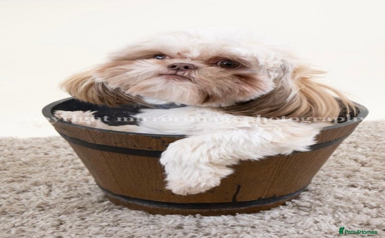 Shih Tzu dogs - Advert 1