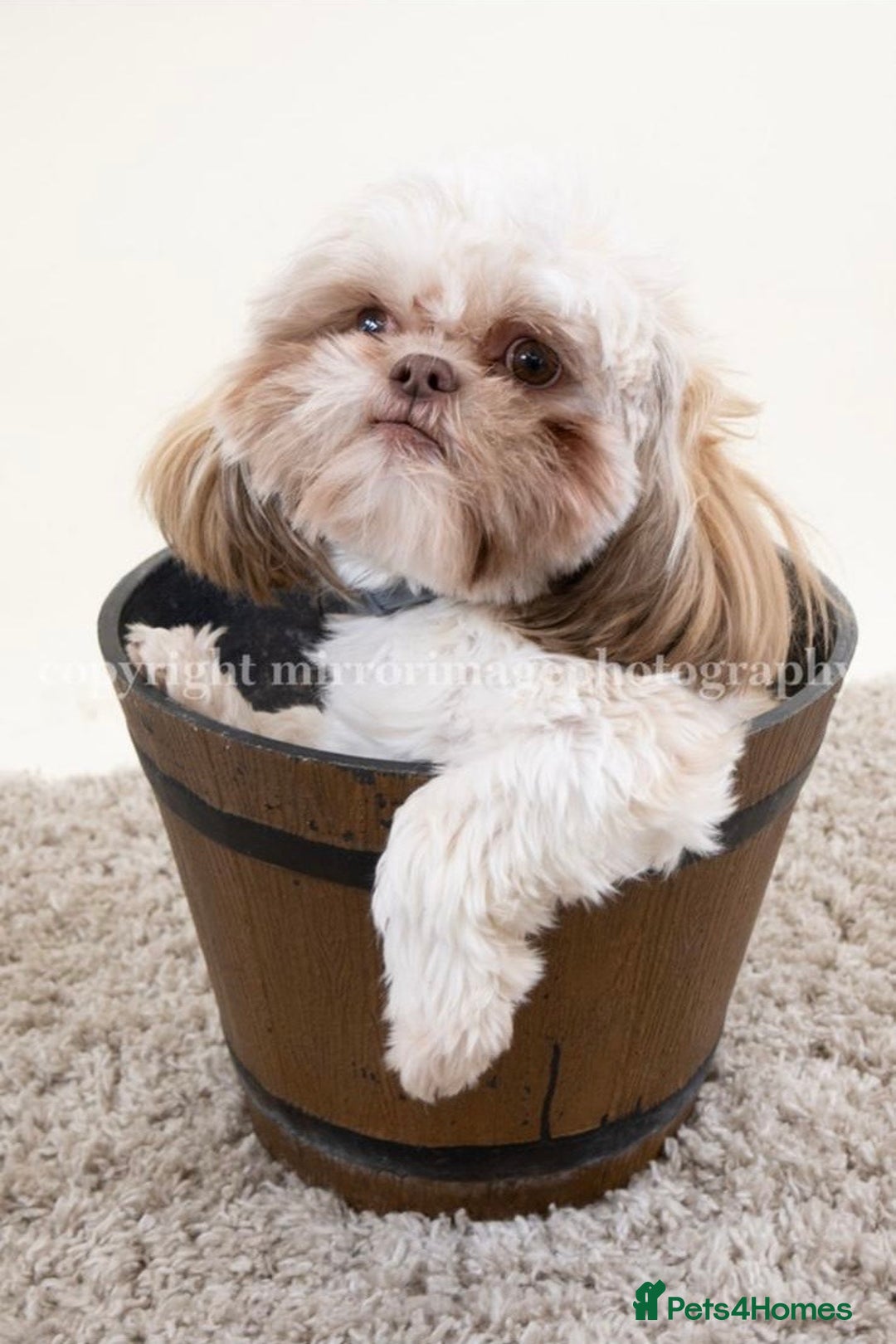 Shih Tzu dogs for sale: Adorable Shih Tzu Puppy Needs Loving Home - Image 1
