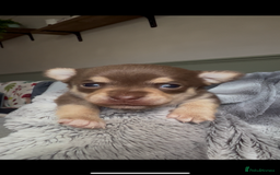 Chihuahua dogs for sale: Chocolate & tan female - Image 5