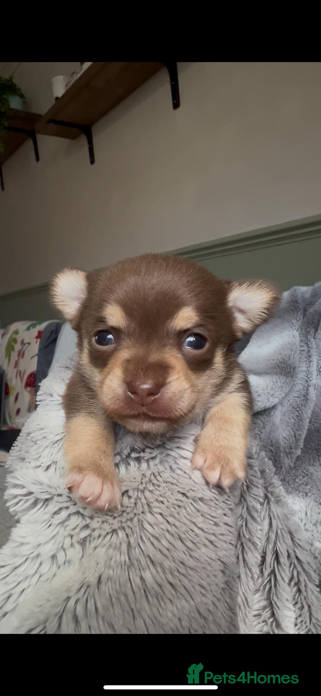 Chihuahua dogs for sale: Chocolate & tan female - Image 5