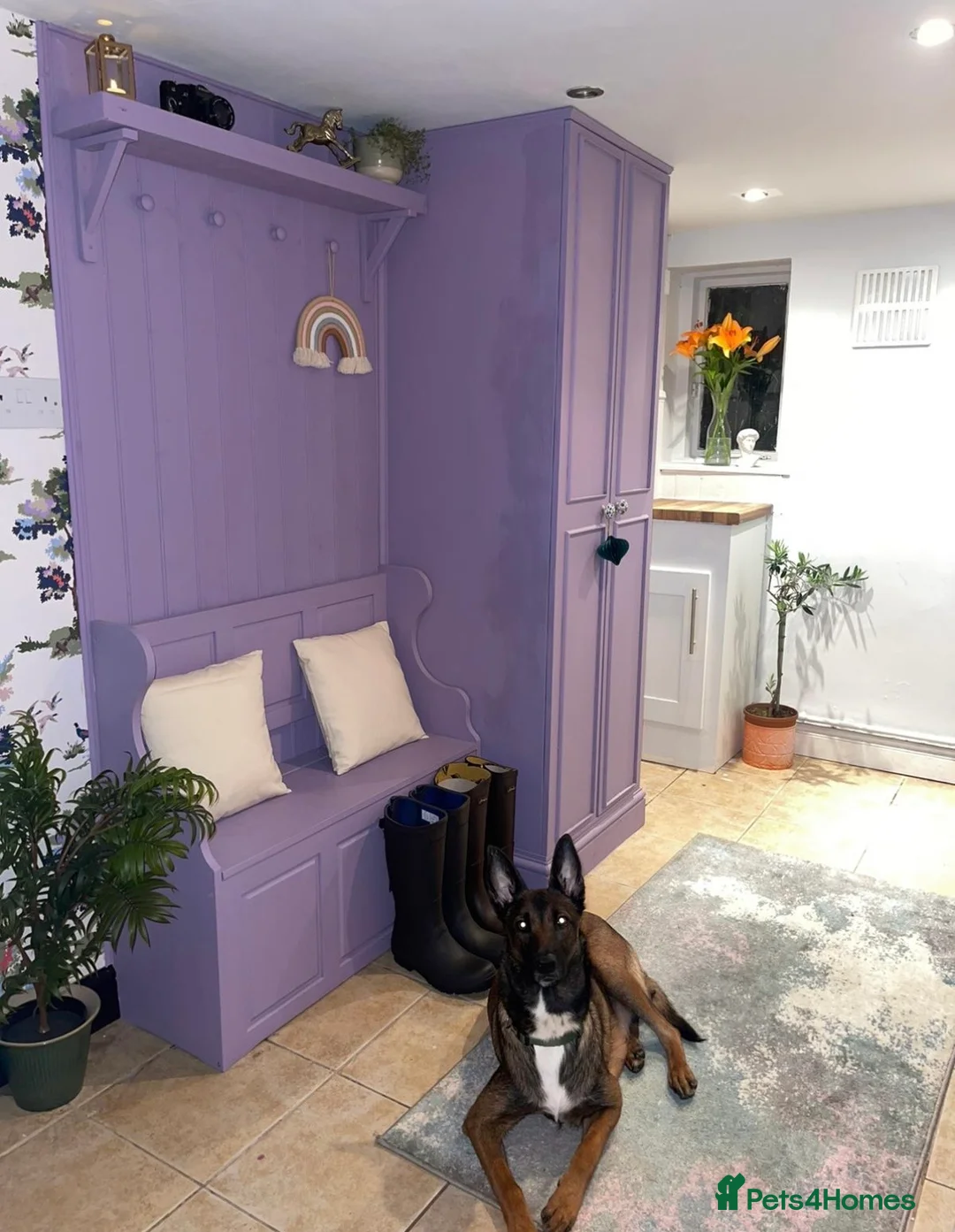 Mixed Breed dogs for sale: Belgian mal/working cocker spaniel  - Advert 2