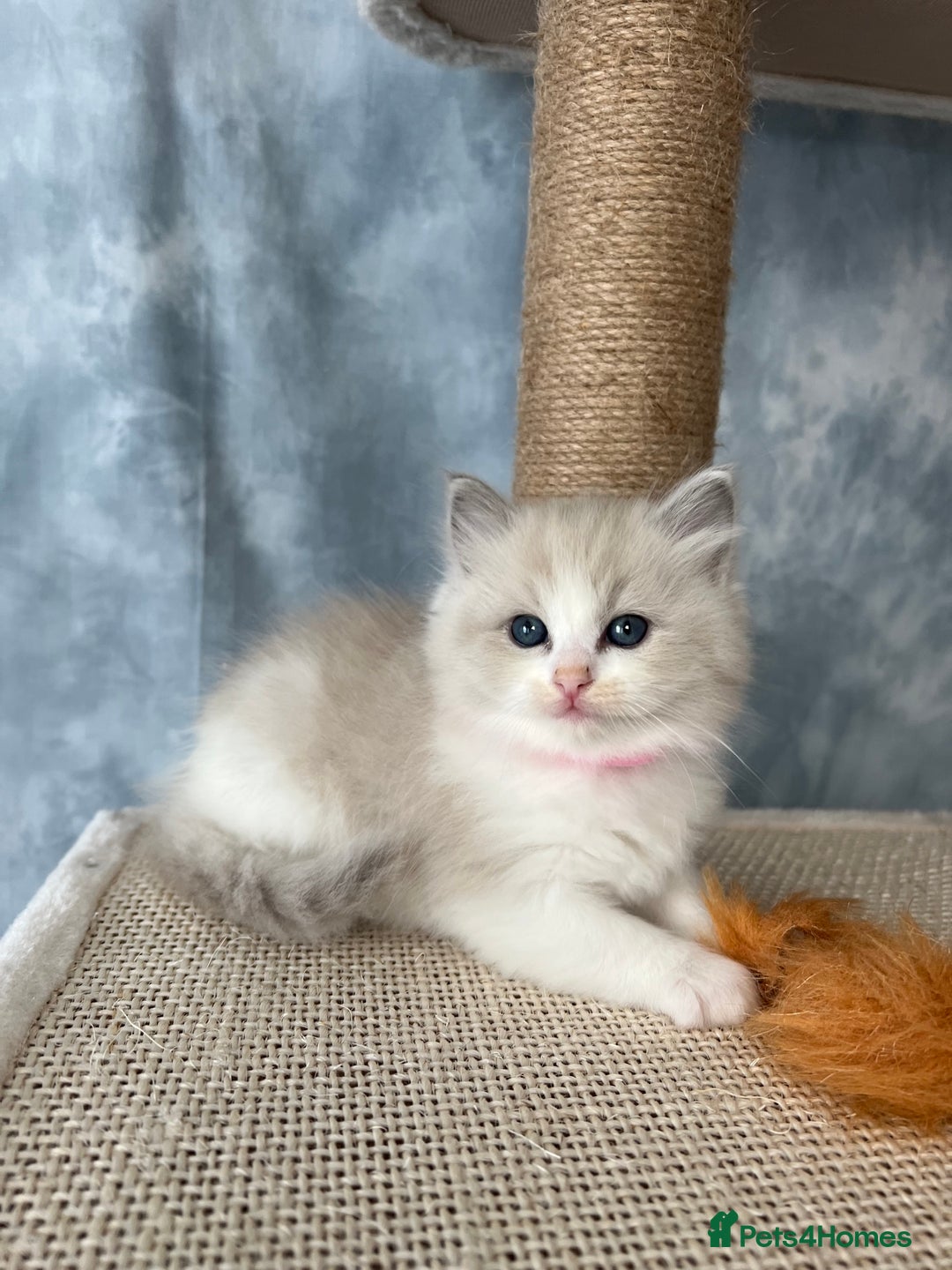 Ragdoll cats for sale: Unique patterned fluffy Ragdoll kittens - Image 13