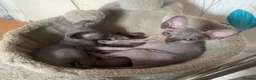 Sphynx cats for sale: Beautiful coloured kittens Spinx   - Advert 20