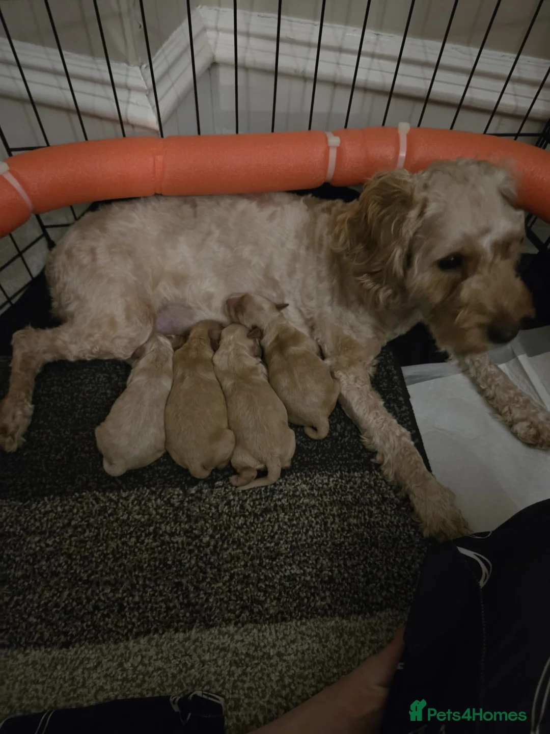 Cockapoo dogs for sale: Female Red Fox Cockapoo Puppies for sale - Advert 1