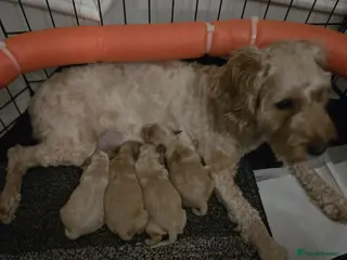 Cockapoo dogs Female Red Fox Cockapoo Puppies for sale - Advert 2