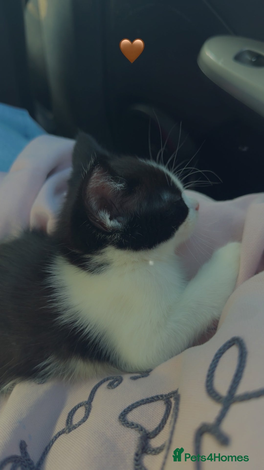 Mixed Breed cats for sale: Nico is looking for a forever home - Advert 3