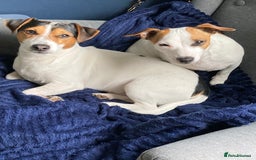 Jack Russell dogs for sale: Stunning 7 wks Jack Russell Terrier pups £950 - Image 11
