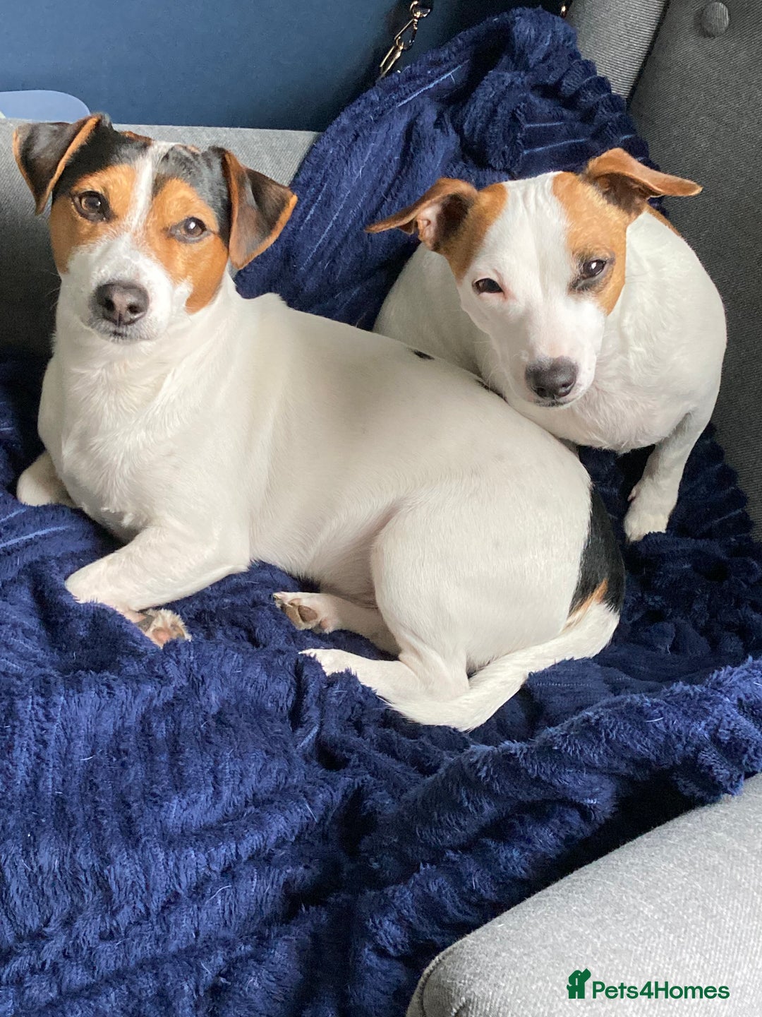 Jack Russell dogs for sale: Stunning 7 wks Jack Russell Terrier pups £950 - Image 11