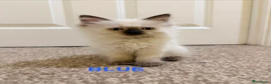 Ragdoll 4 blue