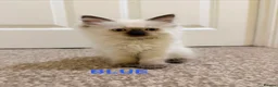 Ragdoll cats for sale: READY TO GO! Stunning Ragdoll Kitten😍 - Advert 16