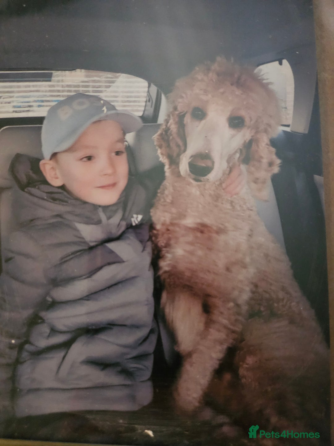 Standard Poodle dogs for sale: Stunning 5* Standard chunky poodle puppies 🐶  - Image 35