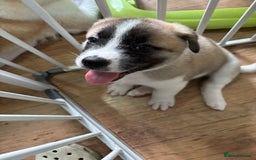 Akita dogs for sale: 5 Beautiful akita puppies in Willenhall - Image 11