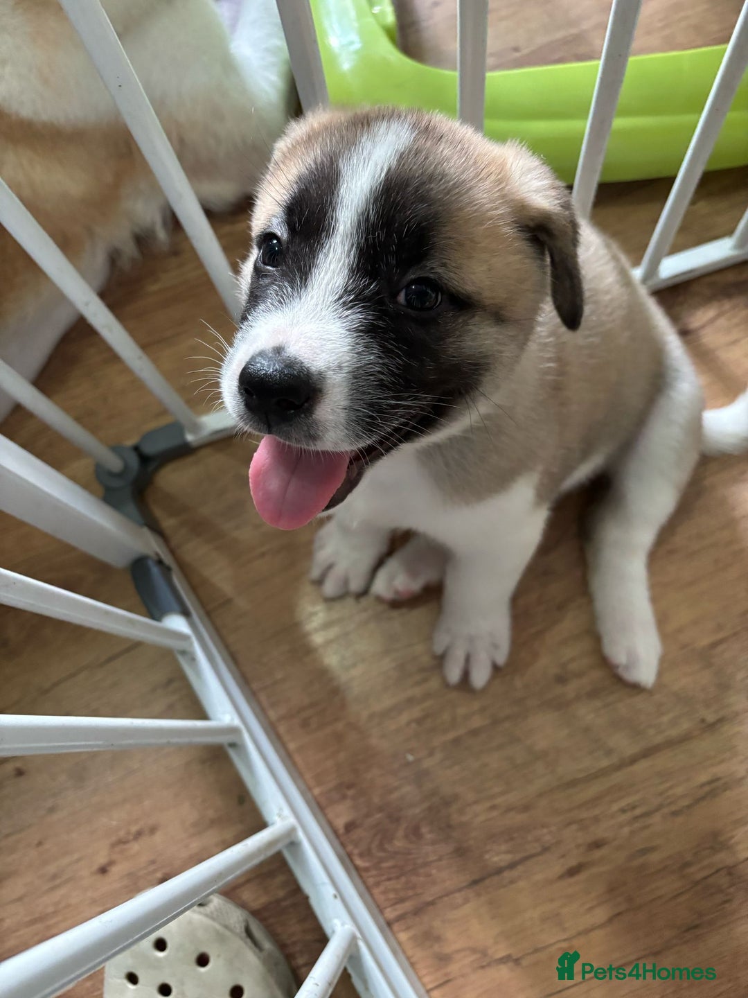 Akita dogs for sale: 5 Beautiful akita puppies in Willenhall - Image 11