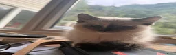 Munchkin cats for sale: 3 Gorgeous Munchkin Norwegian Forest X Kits - Advert 13