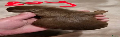 Dachshund Puppy 4