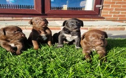 Mixed Breed dogs for sale: Collie cross rough haired Hungarian viszler  - Image 16
