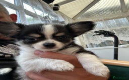 Chihuahua dogs for sale: Chihuahua  - Image 29