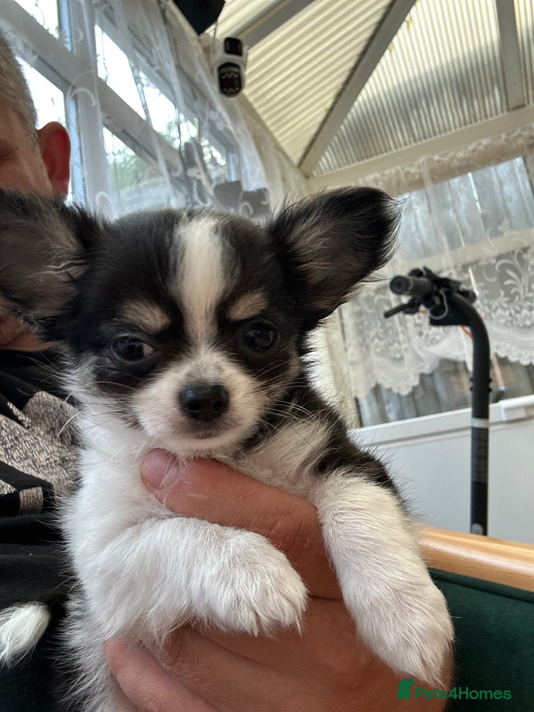 Chihuahua dogs for sale: Chihuahua  - Image 29
