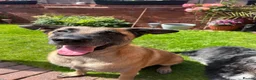 Mixed Breed dogs for sale: Belgian Malinois cross in Saint Helens - Advert 1