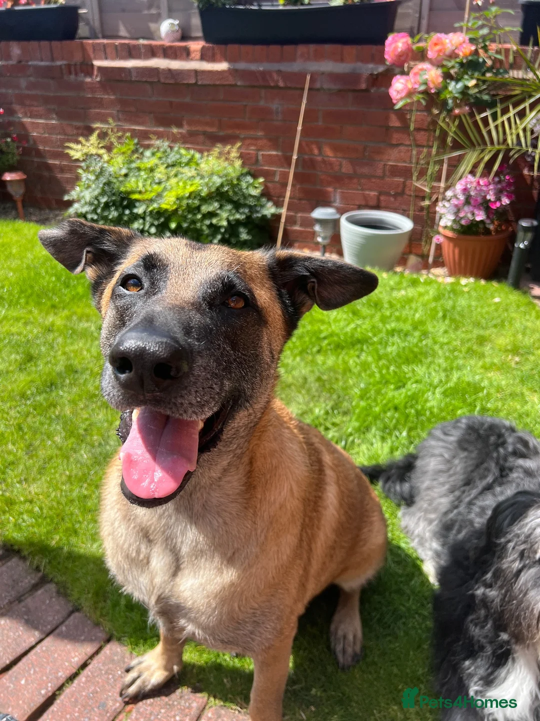 Mixed Breed dogs for sale: Belgian Malinois cross in Saint Helens - Advert 1