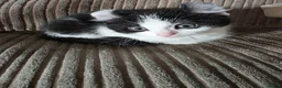 Mixed Breed cats for sale: 5 kittens female and males available now - Advert 5