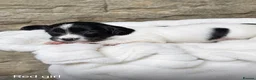 English Springer Spaniel dogs for sale: Outstanding KC Registered Springer Spaniel Puppies - Advert 4