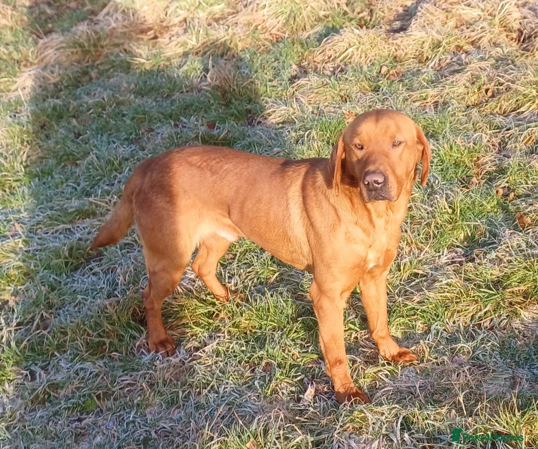 Labrador Retriever dogs for stud: Fox Red Labrador at Stud - Advert 1