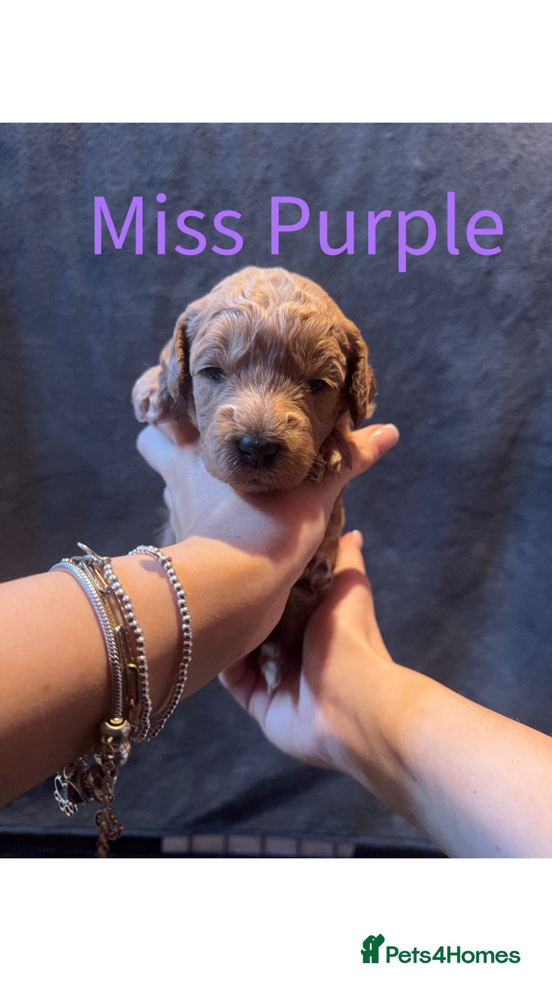 Australian Labradoodle dogs for sale: Extensively health tested Austrailian Labradoodles - Advert 7