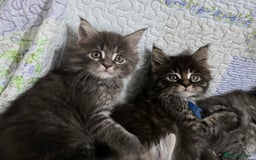Maine Coon cats for sale: Gorgeous GCCF Maine Coons poss Active - Image 29