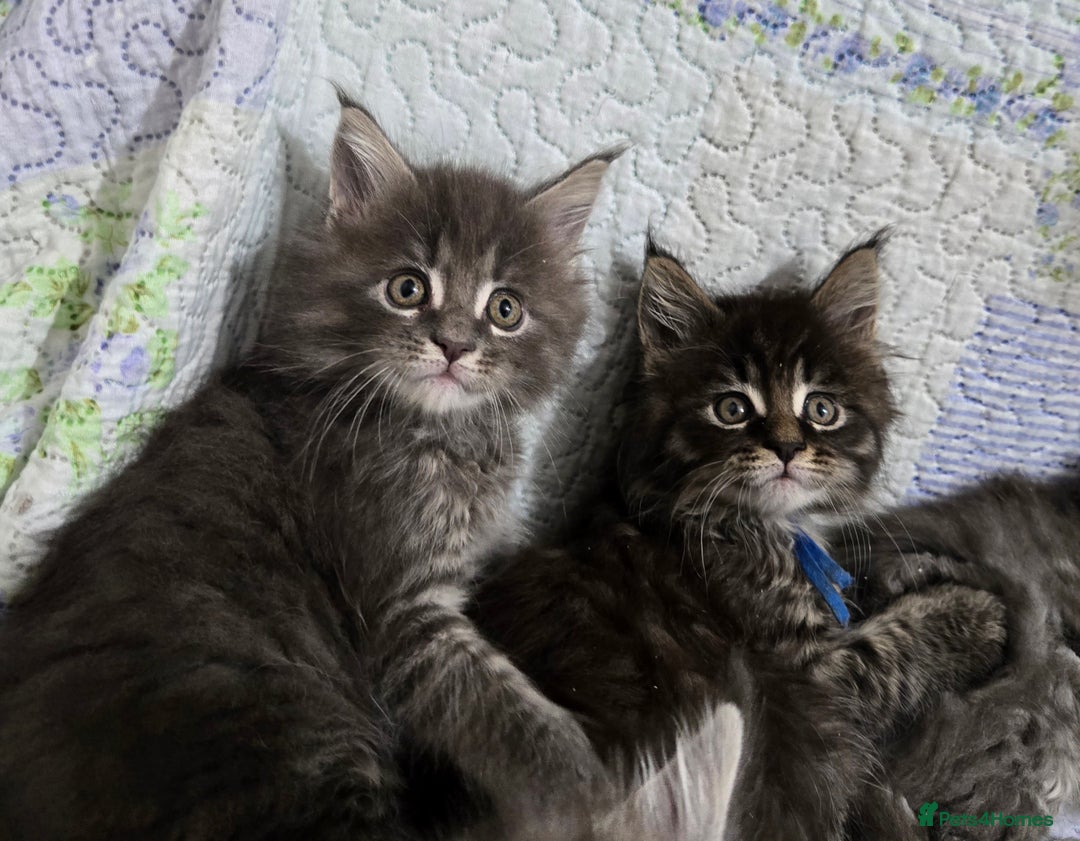 Maine Coon cats for sale: Gorgeous GCCF Maine Coons poss Active - Image 29