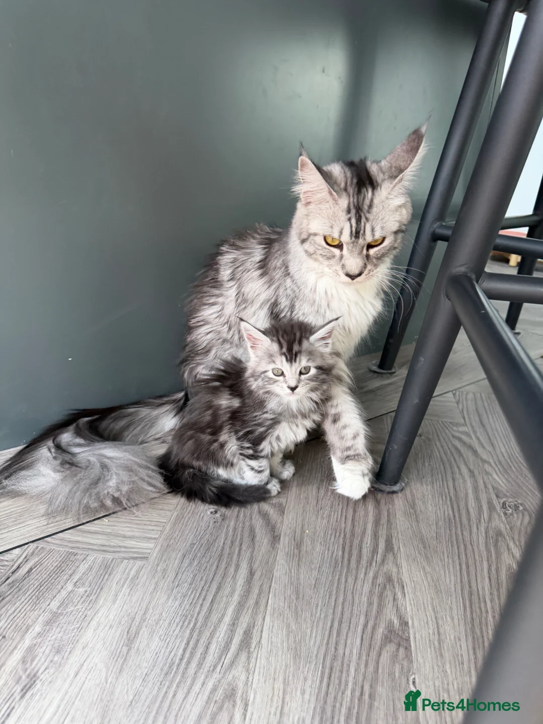 Maine Coon cats for sale: Main coin kitten  - Advert 1