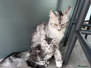 Maine Coon cats Main coin kitten - Advert 13